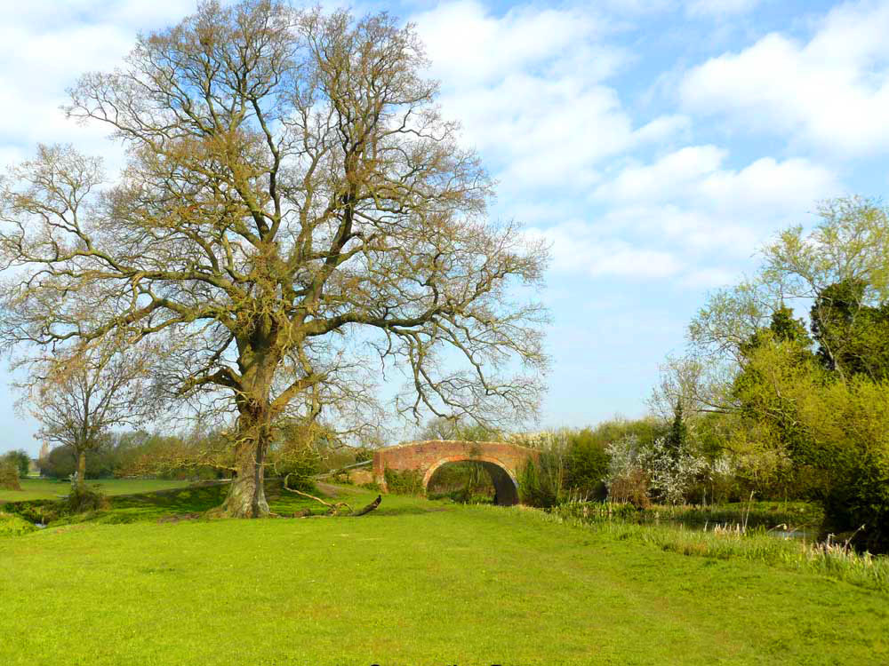 Occupation Bridge beside its neighbouring oak tree.